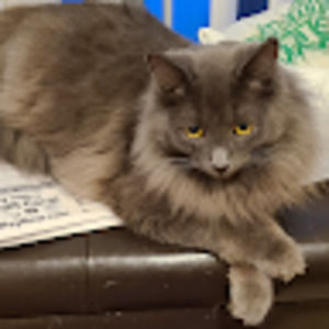 Meet your Posher, Lindsay